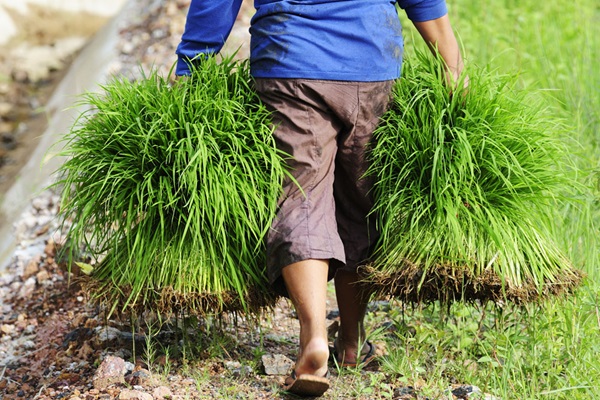 Farmer holding rice