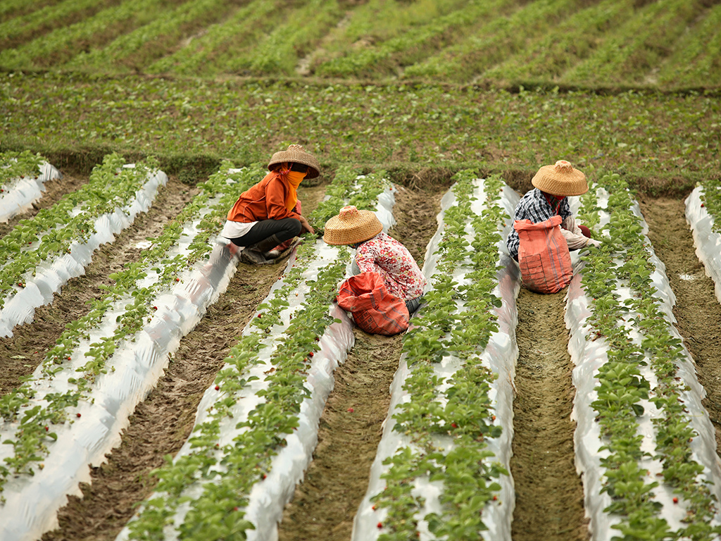 Internationaal maatschappelijk verantwoord ondernemen. Boeren werken op het veld.