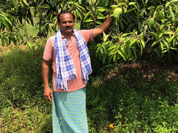 Mangokwekerij in India  