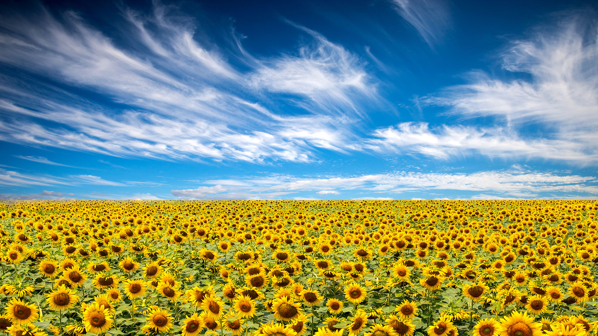 Veld met zonnebloemen