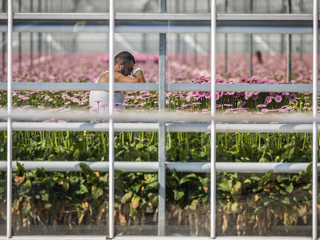 Hitte in de kassen van het Westland